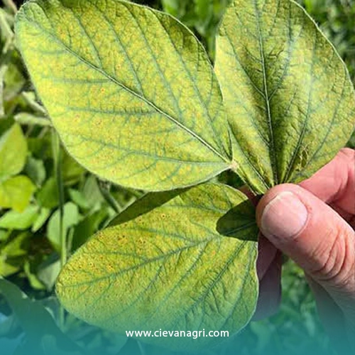 دی آمونیوم فسفات مایع سیوان جایگزین کودهای فسفر گرانول