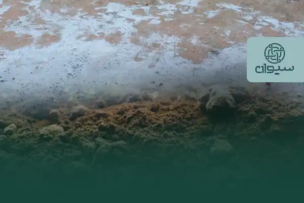 بهترین جایگزین برای کود گرانوله در خاک های شور