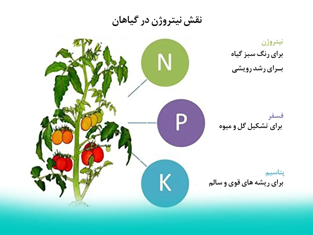 نقش نیتروژن در رشد و تکثیر گیاهان بسیار حیاتی است. کود مایع برسیکا (NPK) شرکت سیوان