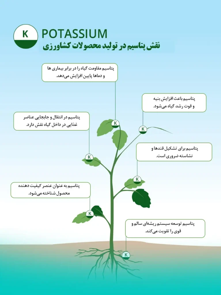 نقش پتاسیم در تولید محصولات کشاورزی و وجود آن در کود مایع NPK برسیکا - کود مایع برسیکا (NPK) شرکت سیوان