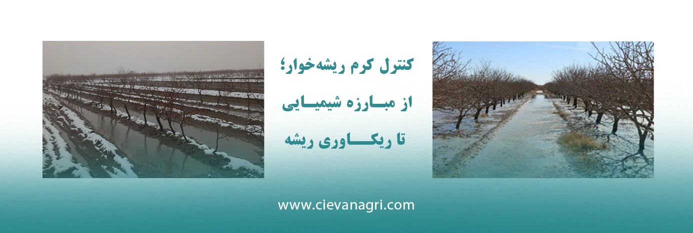 وقتی یک باغ درگیر کرم ریشه خوار می‌شود، مهم‌ترین نکته این است که بدانیم مدیریت این آفت فقط با یک اقدام انجام نمی‌شود و نیاز به یک روند مرحله‌به‌مرحله و اصولی دارد.