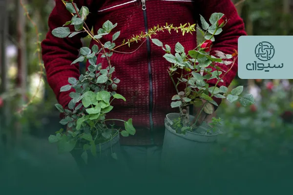 نقش براسیفن در گل انگیزی محصولات گلخانه ای و صیفی جات