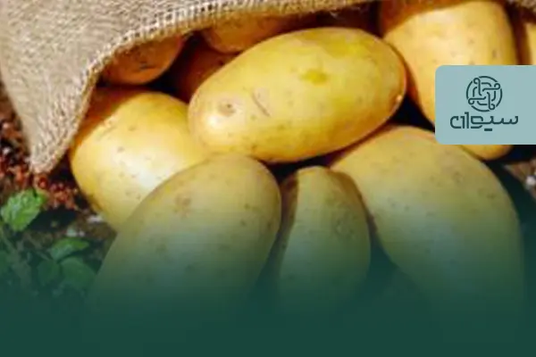 سیب زمینی برای داشتن پوستی سالم و سیستم ایمنی قوی به عناصری نظیر روی (Zn)، آهن (Fe) و منگنز (Mn) نیاز مبرم دارد.