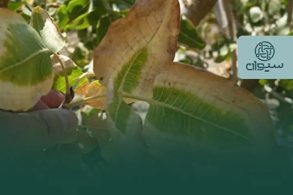 یکی از شایعترین علائم مشاهدهشده در باغهای پسته، حاشیه خشکی برگ است