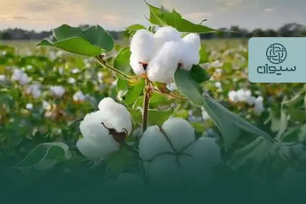 تغذیه پنبه؛ راهنمای جامع کوددهی پنبه برای افزایش عملکرد، کیفیت الیاف و سودآوری مزرعه