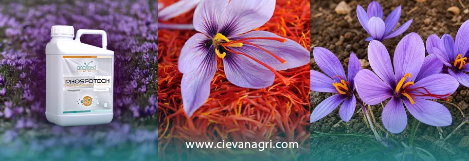 کوددهی زعفران با دی آمونیوم فسفات مایع و تاثیرات آن