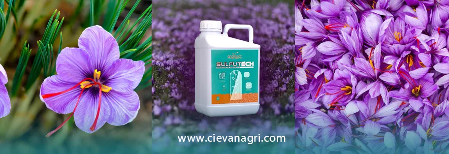 نقش گوگرد در تغذیه زعفران و تاثیرات شگفت انگیر گوگرد در زعفران