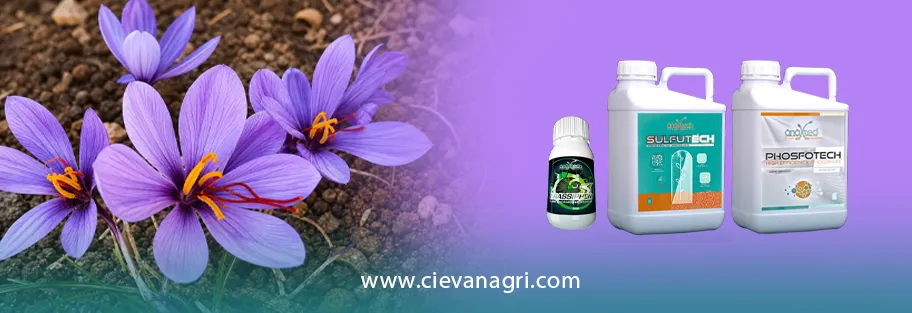 ترکیب کودی پیشنهادی عالی برای زعفران