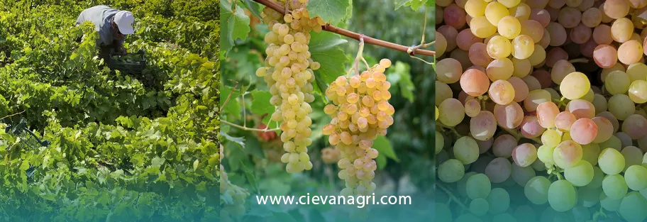 راهنمای تغذیه انگور - کوددهی انگور